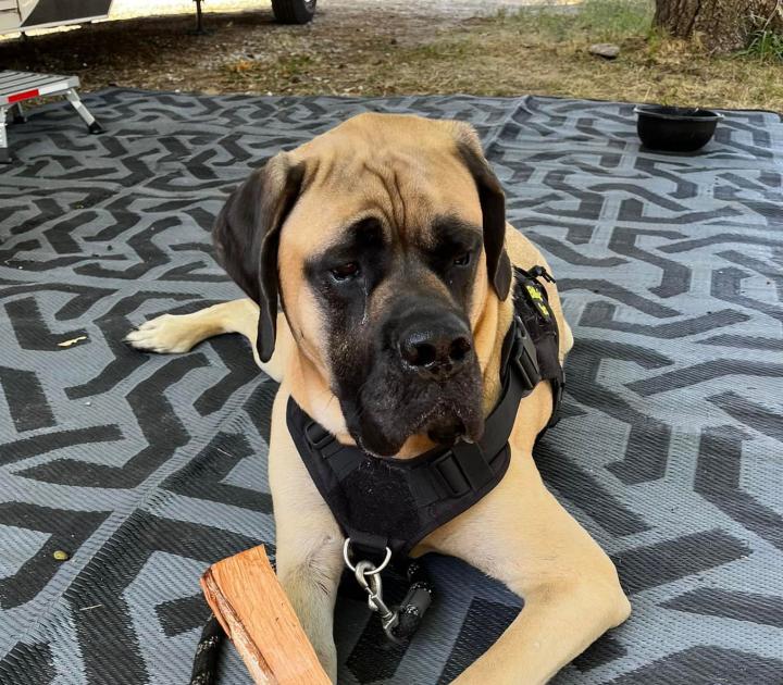 Smoke 'n Magic dog, Max