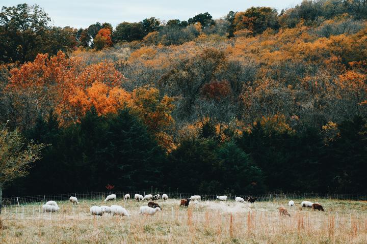 Group of sheep standing in a field with trees in the background