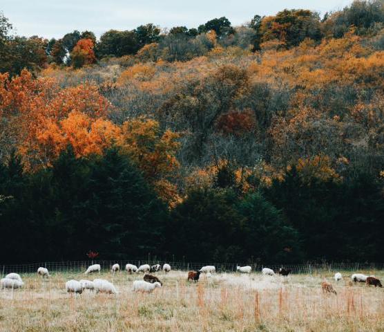 Field with sheep and autumnal trees