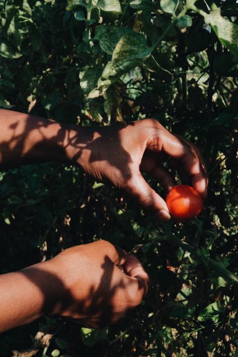 Hands picking a small tomato off a plant