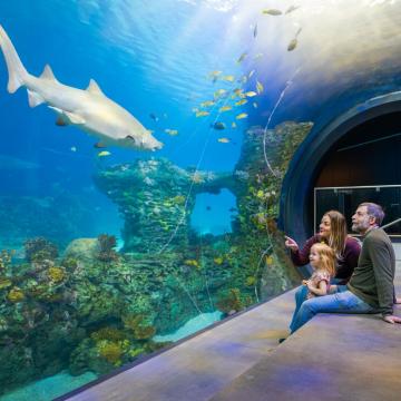 Family watches shark swimming in giant aquarium at the KC Zoo